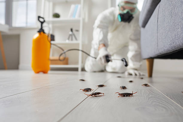 Post-Treatment Bed Bug Interceptor Monitoring in Aspen Hill